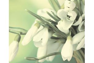 Porto Snowdrop Панно 50x60 (2пл)