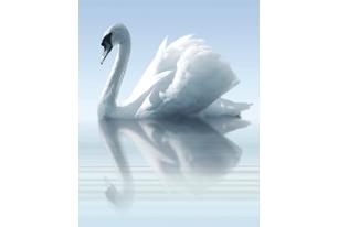 Porto Water and Swan А Панно 75x60 (3пл)