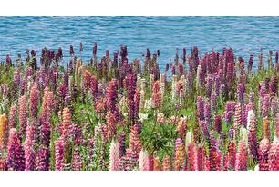 Dec Flora Декор КВС16Flora 25х45