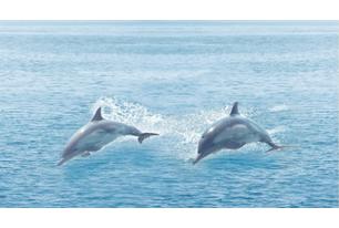 Dec Ocean Декор КВС16Ocean 25х45
