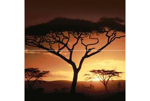 Africa Панно P2-2D210 40х40 (из 2 плиток)